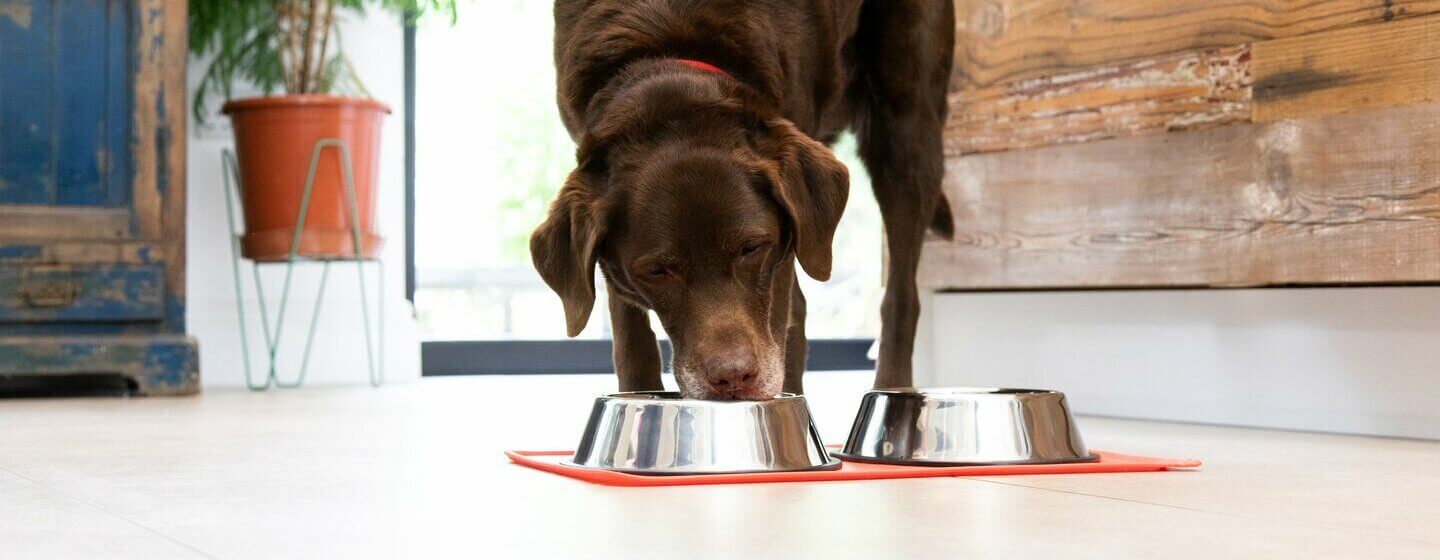 Dog keeps pushing deals food bowl with nose